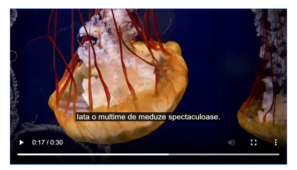 video with subtitles